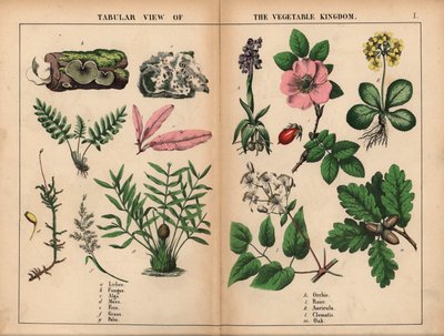 Lav, sopp, alger, mose, bregne, gress, palme, orkide, rose, auricula, klematis og eik. , fra "The Instructive Picture Book, or Lessons from the Vegetable World," [Charlotte Mary Yonge], Edinburgh av English School