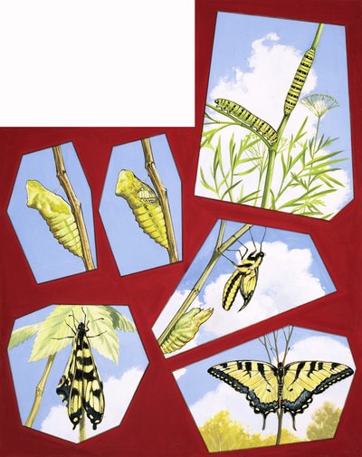 Sommerfuglens livssyklus av English School