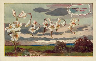 Lilie bedeutet Frieden in der Sprache der Blumen von English School