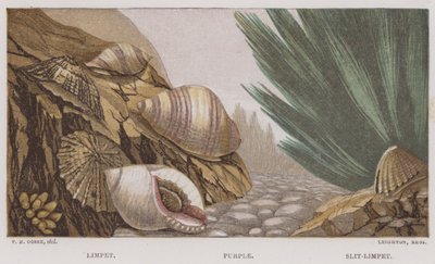 Limpet, Lilla, Slit-Limpet (farge litho) av English School