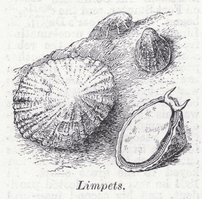 Libetz (stein) av English School