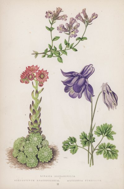 Linaria Origanifolia; Sempervivum Arachnoideum; Aquilegia Pyrenaica (farge litho) av English School