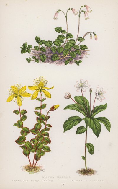Linnaea Borealis; Hypericum Nummularium; Trientalis Europaea (farge litho) av English School