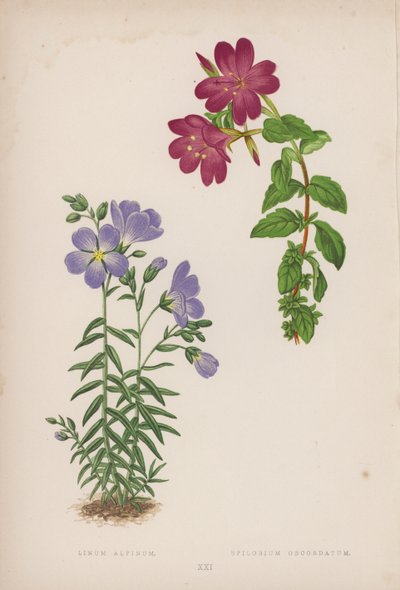 Alpelin; Epilobium Obcordatum (fargelitografi) av English School