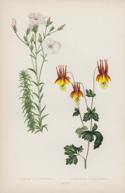 Linum Salsoloides; Aquilegia canadensis (farge litho) av English School
