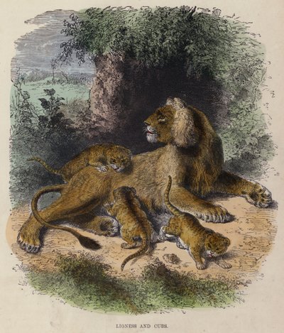 Lioness and Cubs (farget gravering) av English School