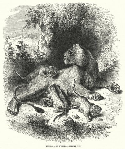 Löwin und Junge, Ezechiel XIX (Stich) von English School