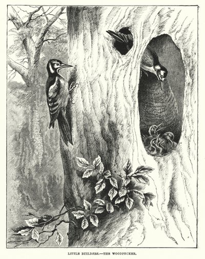 Små byggmestere, hakkespetten (gravering) av English School