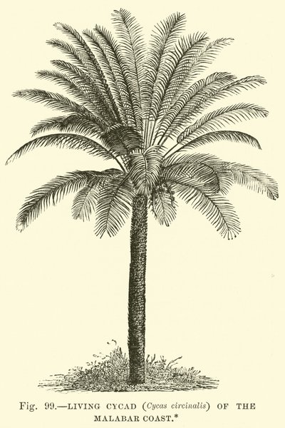 Levende Cycad (Cycas circinalis) på Malabarkysten av English School