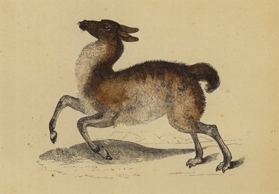 Lama (fargelitografi) av English School