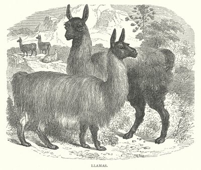 Lamaer (gravering) av English School