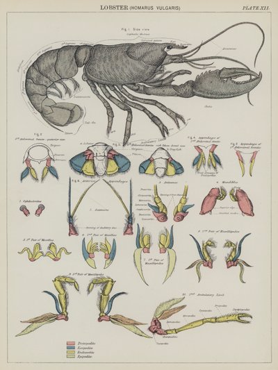 Hummer, Homarus Vulgaris (fargelitografi) av English School
