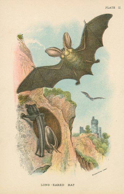 Langohrfledermaus von English School