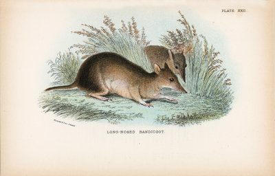 Lang-Nesed Bandicoot av English School