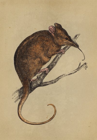 Langnasiger Tarsipes von English School