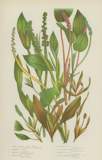Long Leaved Pond Weed, Shining Pond Weed, Diverse Leaved Pond Weed, Lanceolate Pond Weed (farge litho) av English School