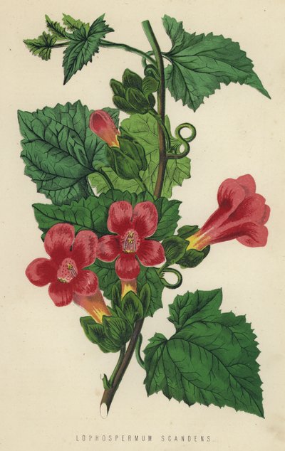 Lophospermum Scandens (chromolith) av English School