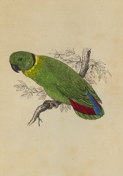 Love Bird (farge litho) av English School