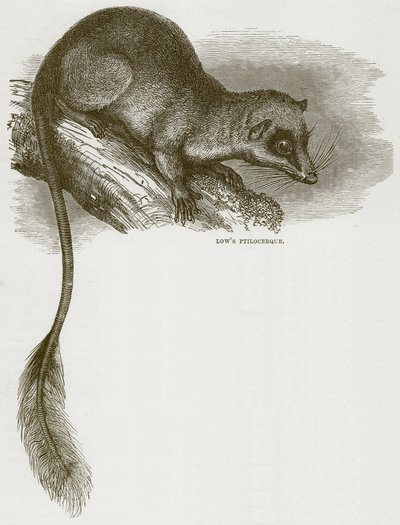 Lowes Ptilocercus, illustrasjon fra Cassells Natural History av English School