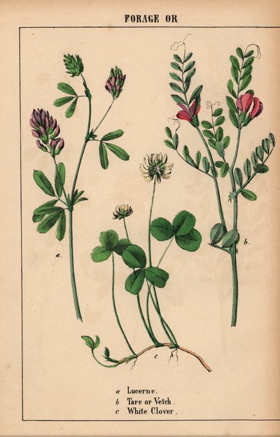Lucerne, tara eller vikker, og hvitkløver  , fra "The Instructive Picturebook, or Lessons from the Vegetable World," [Charlotte Mary Yonge], Edinburgh av English School