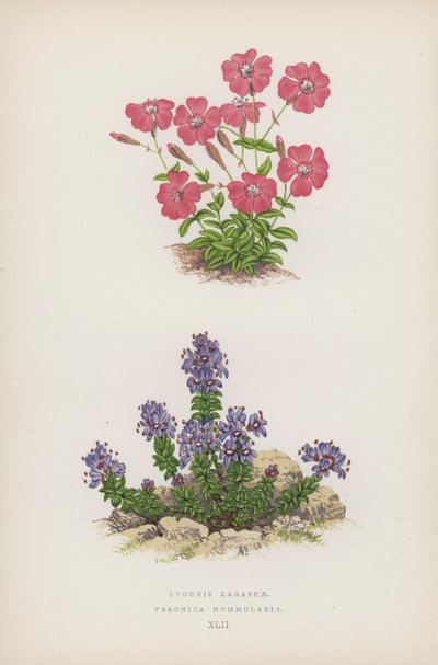Lychnis av Lagasca; Veronica Nummularia (farge litho) av English School