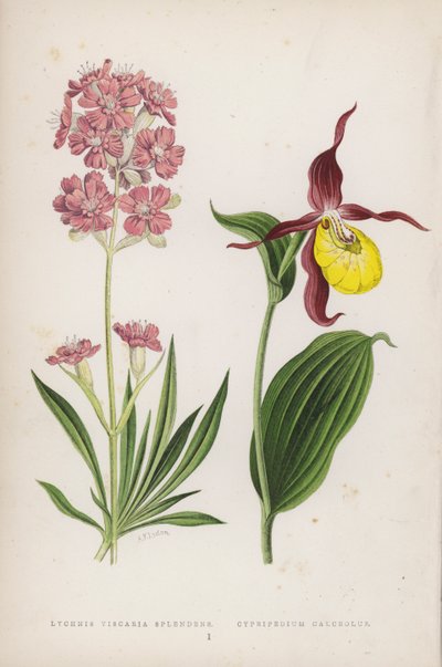Lychnis Viscaria Splendens; tøffelsko (farge litho) av English School