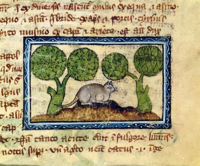 MS 379 f.12r En katt som huker seg på en jordhaug, detalj fra et bestiarium, engelsk av English School