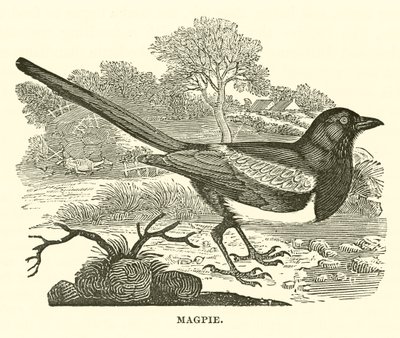Magpie (gravering) av English School
