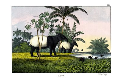 Malaysisk tapir av English School