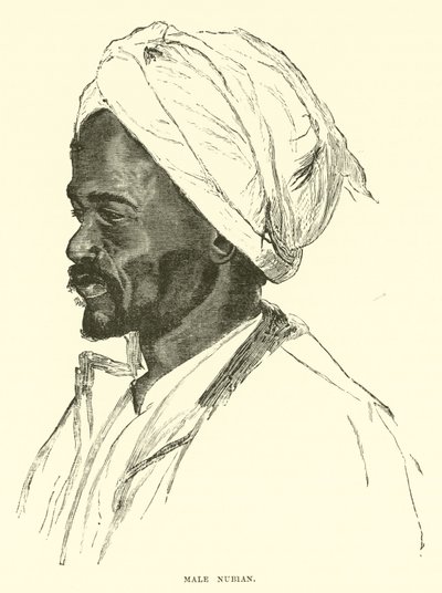Mannlig nubian av English School