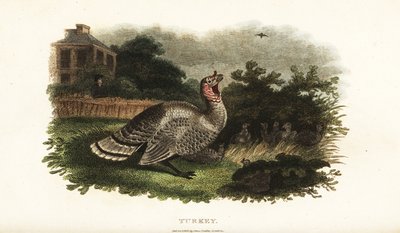 Hannkalkun, Meleagris gallopavo, beskytter en dverghøne mot en rovhauk av English School