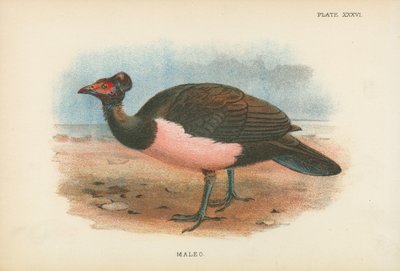 Maleo av English School