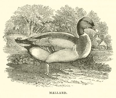 Mallard (gravering) av English School