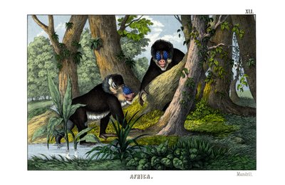 Mandrill av English School