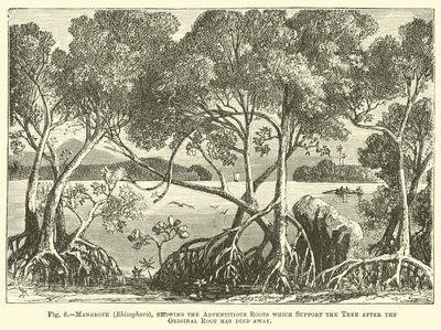 Mangrove (Rhizophora), som viser adventitious røttene som støtter treet etter at den opprinnelige roten har dødd bort av English School