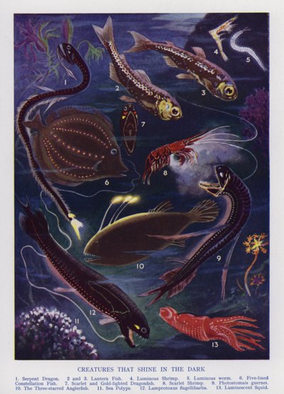 Marine skapninger som skinner i mørket (farge litho) av English School