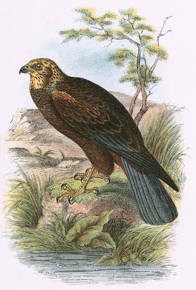 Marsh Harrier av English School