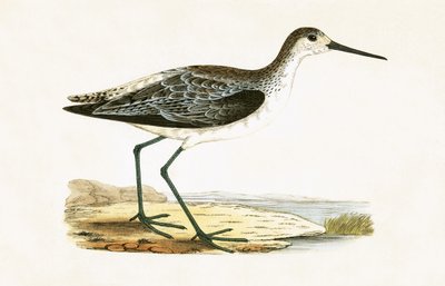 Marsh Sandpiper, illustrasjon fra 