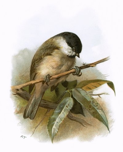 Myrmeis av English School