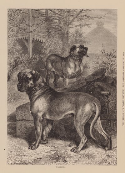 Mastiffs von English School