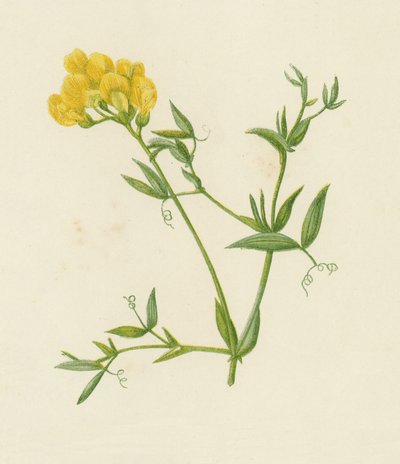 Engvinge, Lathyrus Pratensis (farge litho) av English School