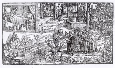 Medisinsk urtedyrking, 1531 av English School