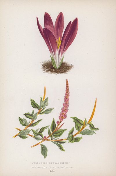 Merendera Bulbocodium; Polygonum Vaccinifolium (fargelitografi) av English School
