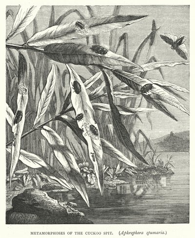 Metamorfoser av gjøkspytten, Aphrophora spumaria (gravering) av English School