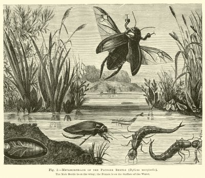 Metamorfoser av stempelbillen, Dyticus marginalis av English School