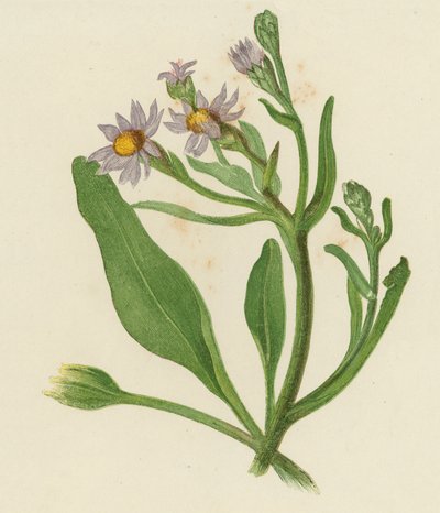 Michaelmas Daisy, Aster Tripolium (farge litho) av English School
