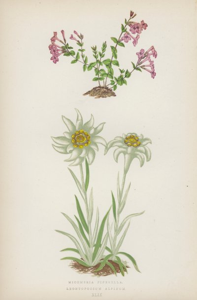 Micomeria Piperella; Leontopodium Alpinum (fargelitografi) av English School