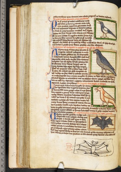 Miniatyrer av fugler, og marginaltegning av en flaggermus, fra teologiske forskjeller, inkludert Summa de vitiis, Harley 3244, f.55v, c.1236-50 (vellum) av English School