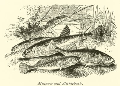 Minnow og Stickleback av English School