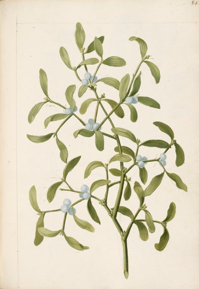 Misteltein. En hemi-parasittisk plante, ca. 1664 (litho) av English School